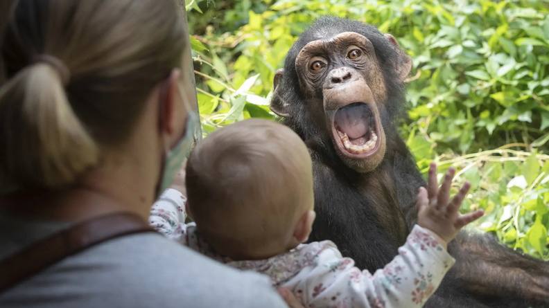 Chimpanzee reacts to visitors at Osnabrück Zoo, Germany